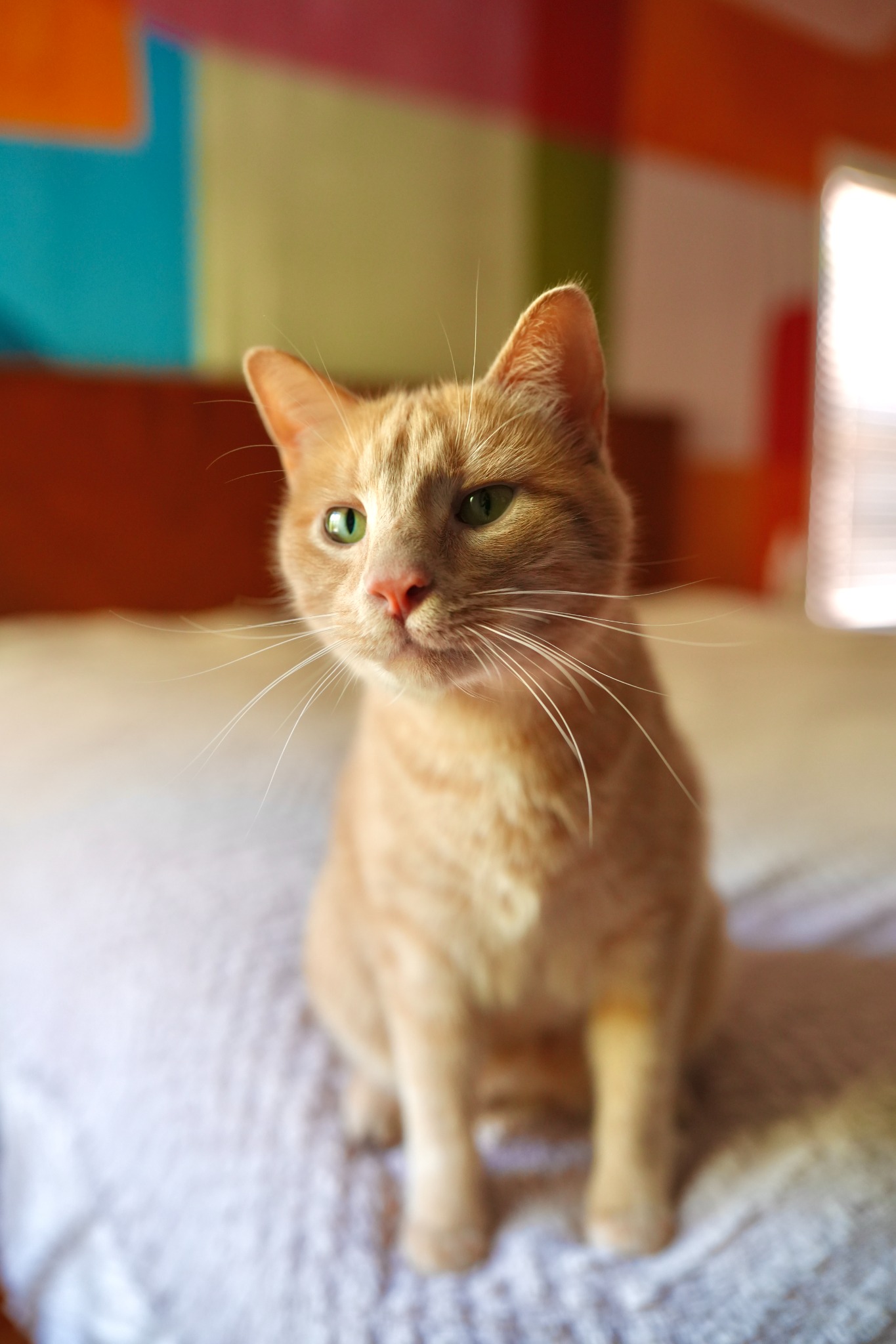 Orange cat portrait