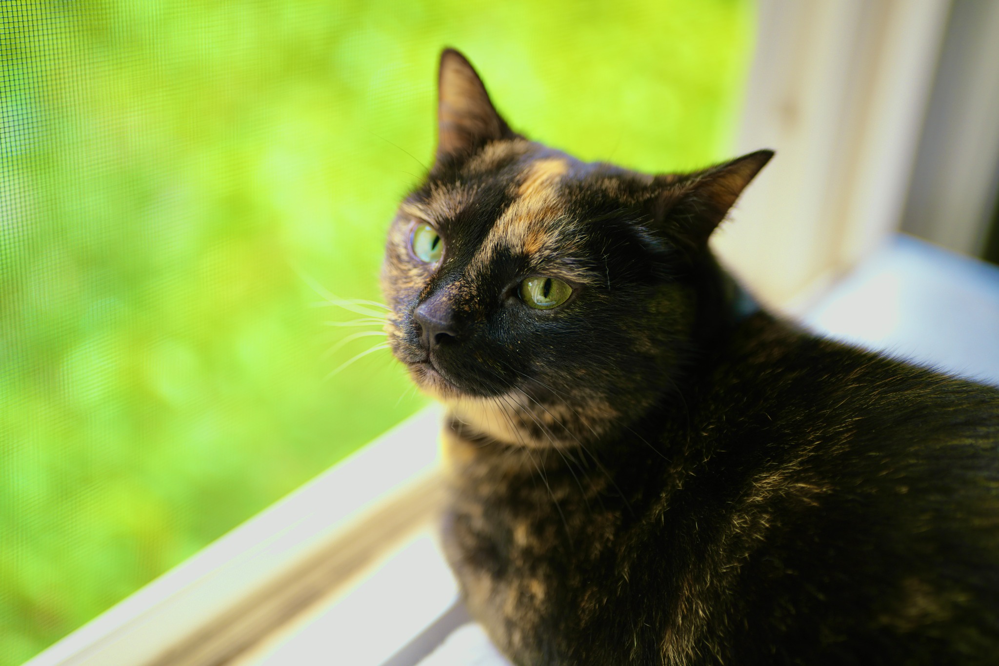 Tortoiseshell cat portrait