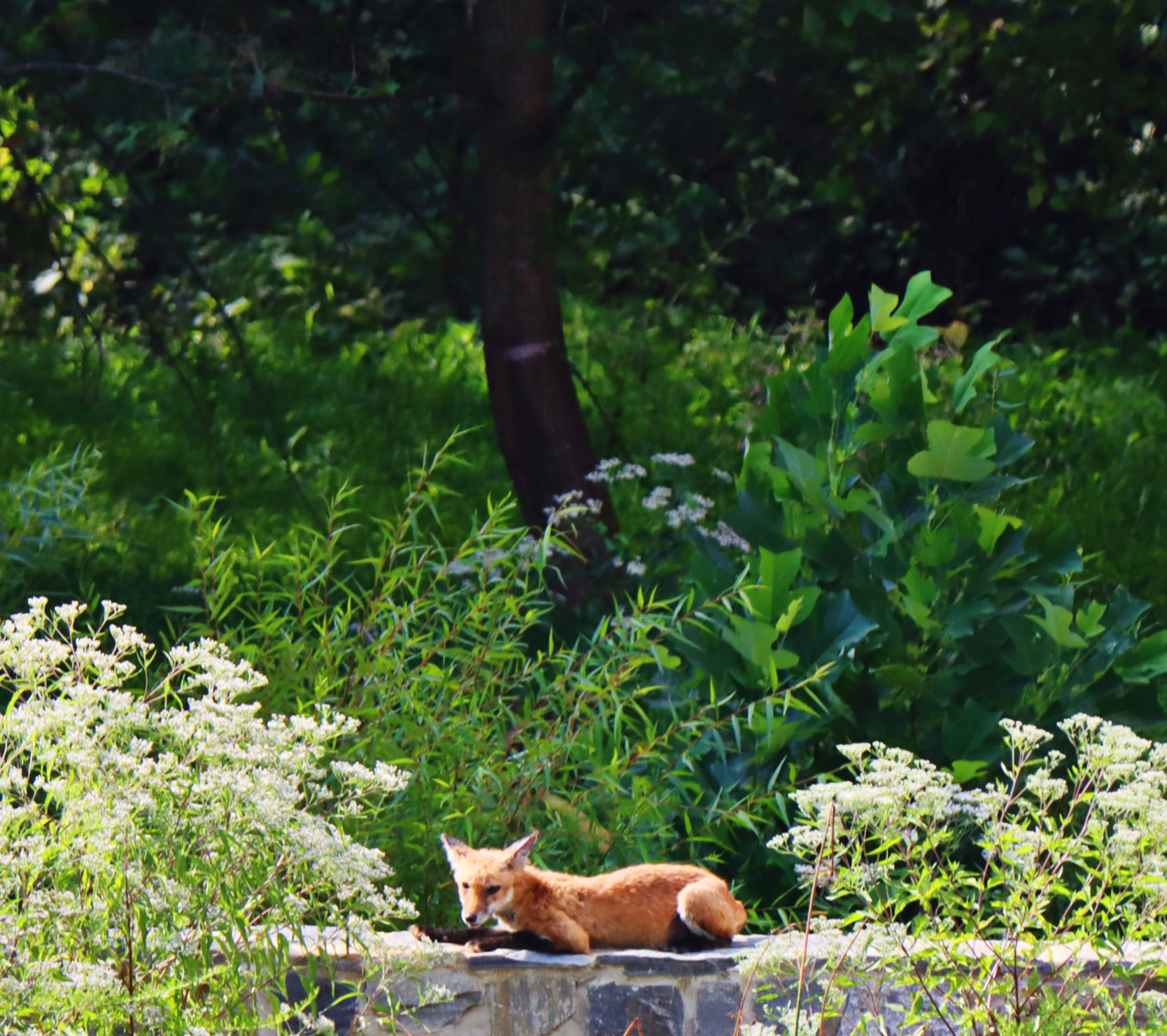 Fox resting on a stone wall