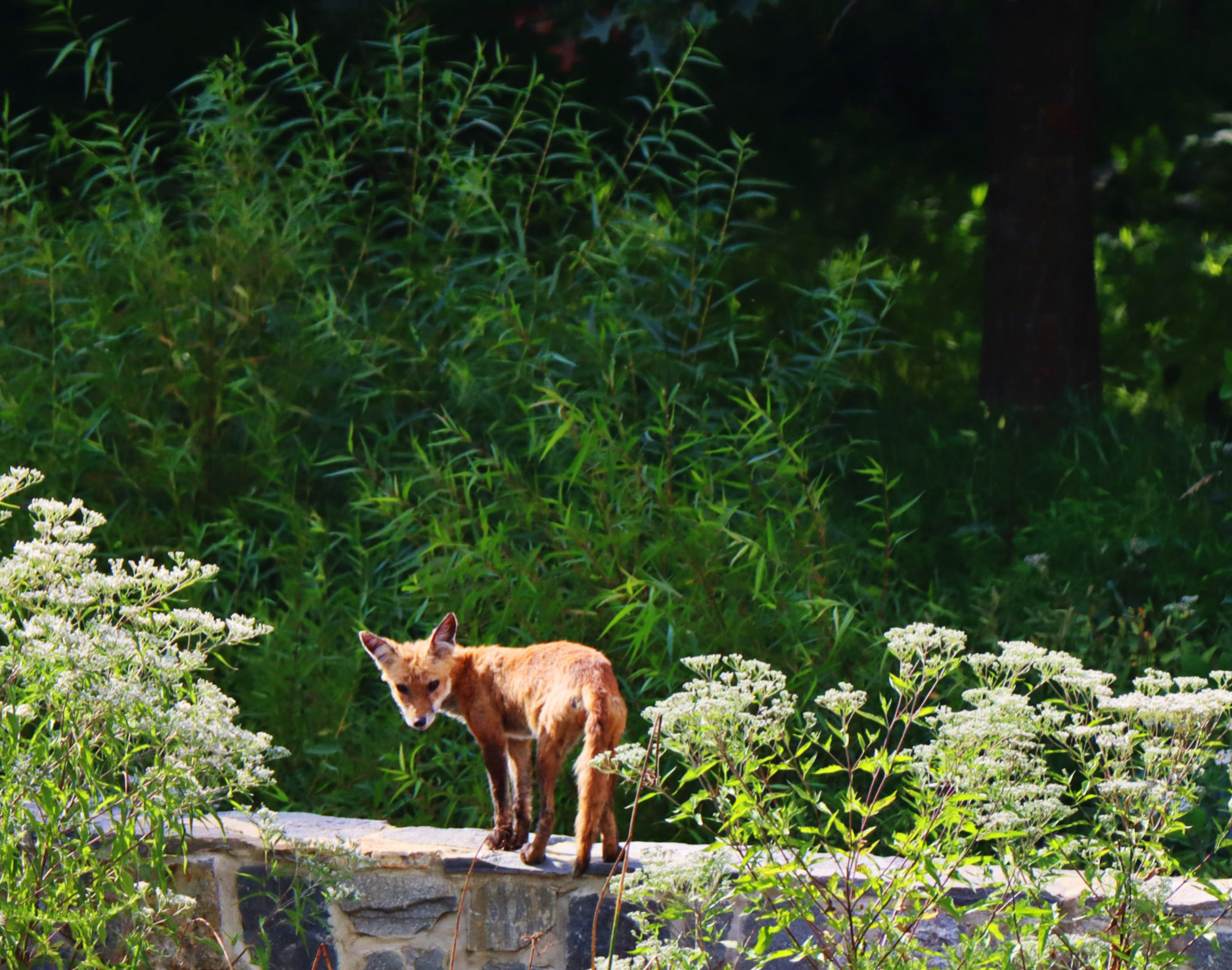 Fox standing on a stone wall